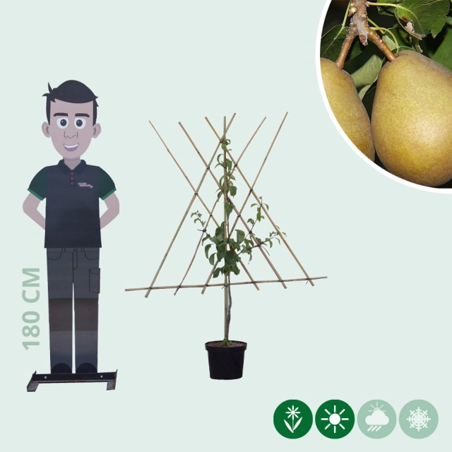 Pyrus c. 'Beurré Hardy' als Spalier