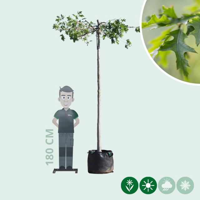 Dach-Sumpfeiche in Kreuzform