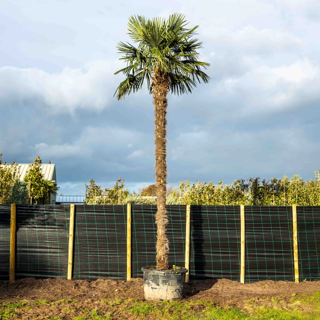 Chinesische Hanfpalme ausgewachsen