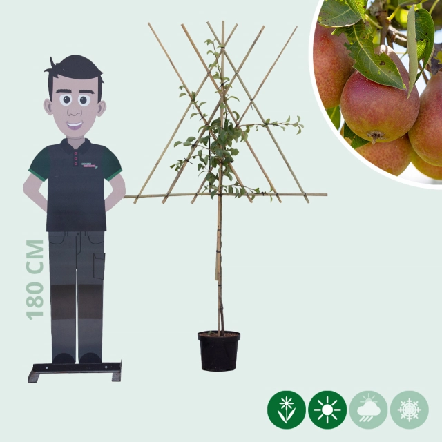 Pyrus c. 'Bonne Louise d'Avranches' als Spalier