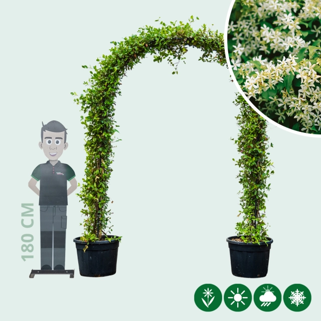 Sternjasmin Bogenform