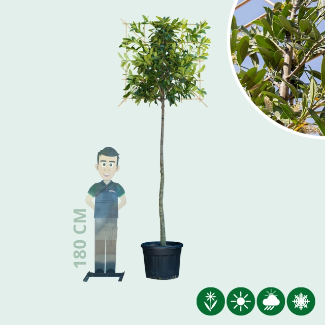 Kirschlorbeer als Spalier