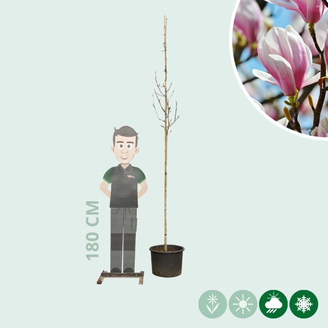 Magnolie 'Soulangeana'