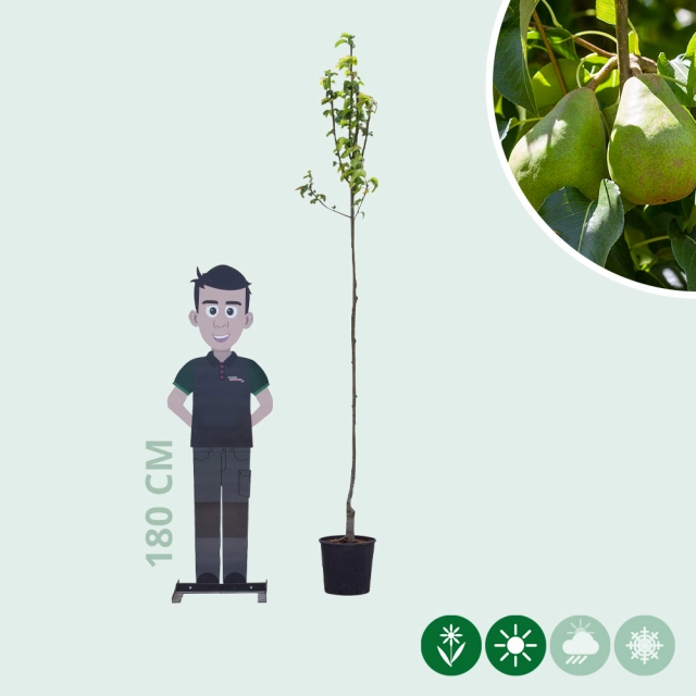 Pyrus c. 'Doyenne du Comice'