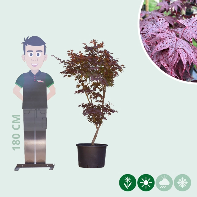 Roter Fächerahorn Bloodgood