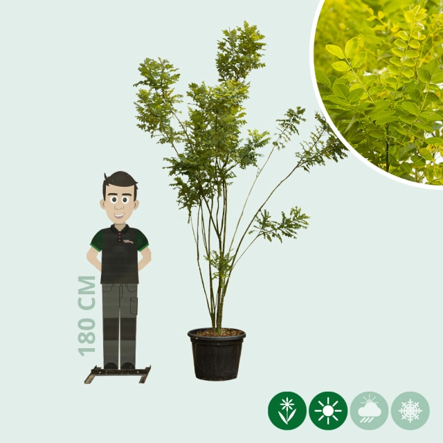 Schnurbaum mehrstämmig