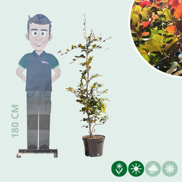 Blutbuchenhecke pro Stück
