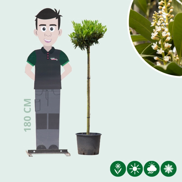 Kugel-Lorbeer Otto Luyken