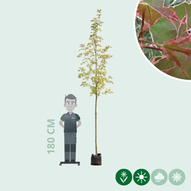 Spitzahorn Drummondii