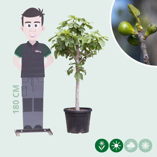 Feigenbaum 14/16 cm
