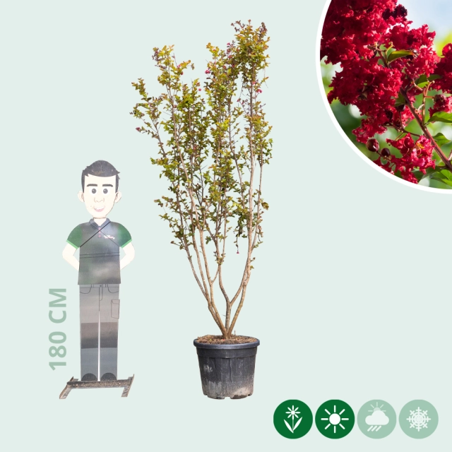 Chinesische Kräuselmyrte 'Dynamite'