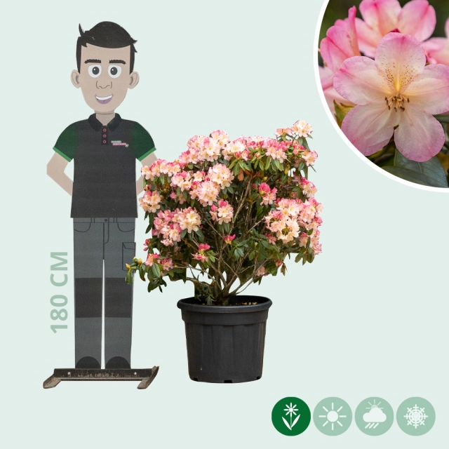 Rhododendron Percy wiseman