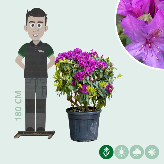 Rhododendron Azurro