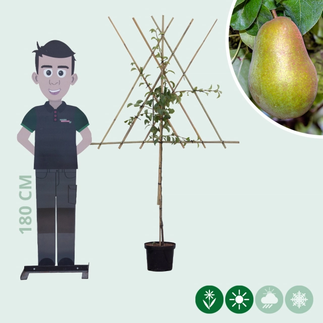 Pyrus c. 'Triomphe de Vienne' als Spalier