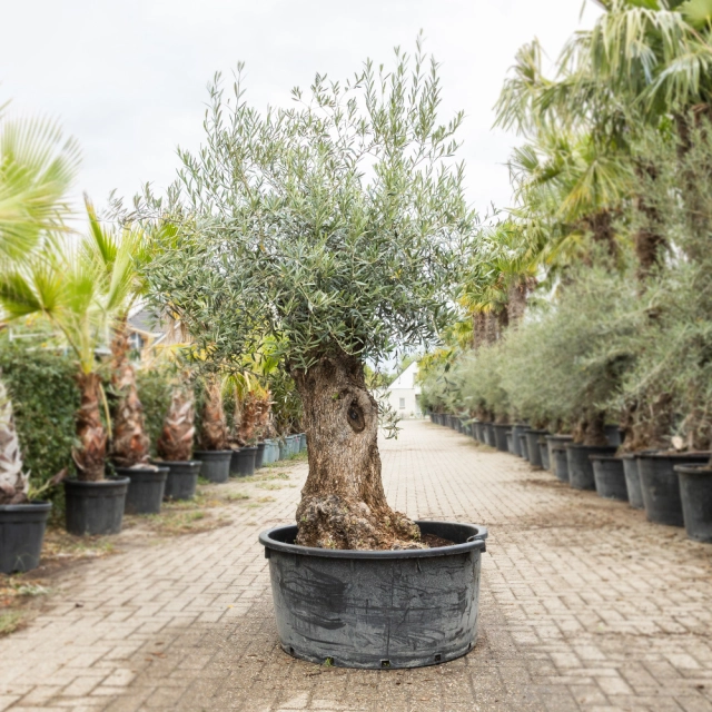 Olivenbaum 'Bonsai' #195
