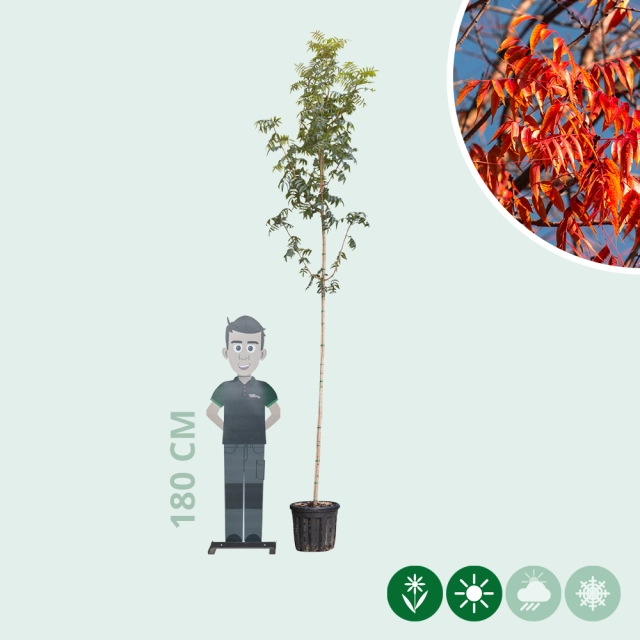 Chinesische Pistazie hochstamm