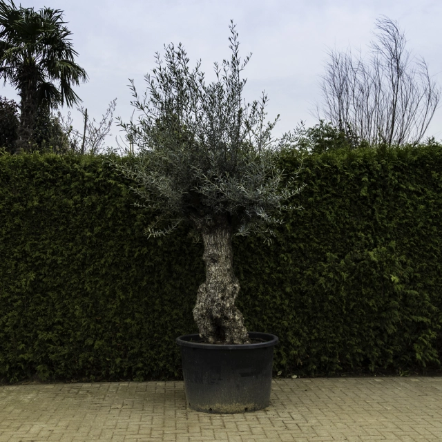 Olivenbaum 'Bonsai' #100