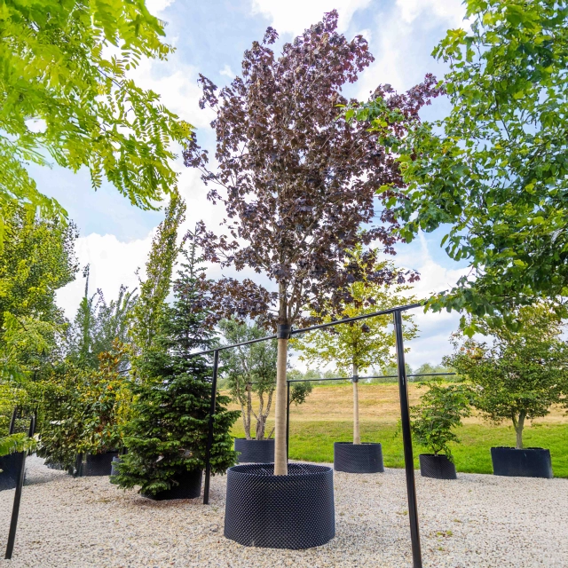 Acer platanoides Royal Red #50