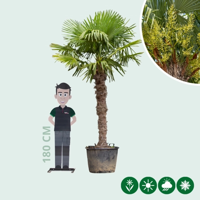 Chinesische Hanfpalme 160 cm Stammhöhe