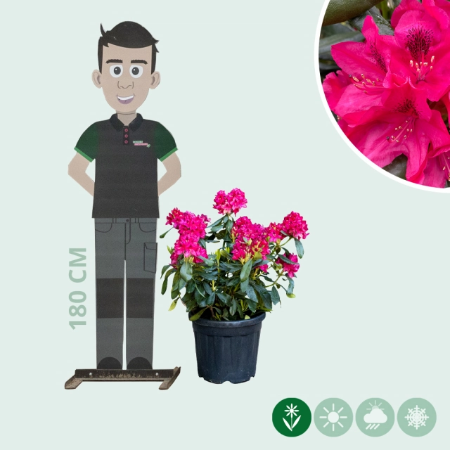 Rhododendron Nova Zembla