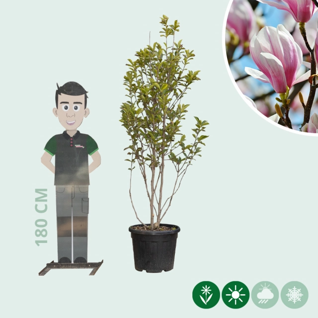 Magnolie 'Soulangeana' mehrstämmig