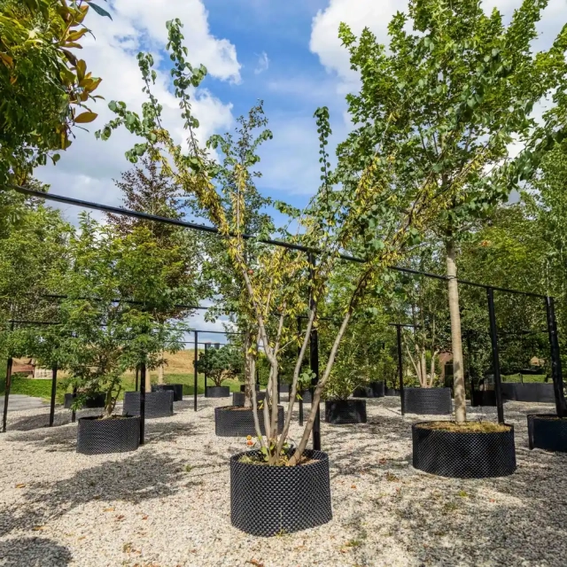 Gewöhnlicher Judasbaum mehrstämmig  #1