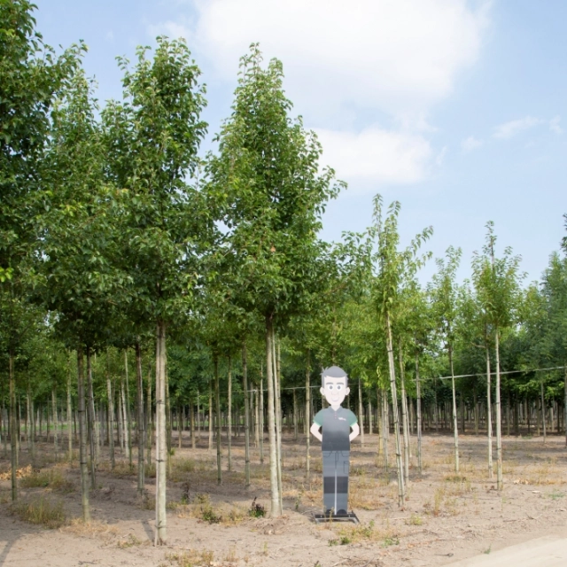 Zierbirne ausgewachsen