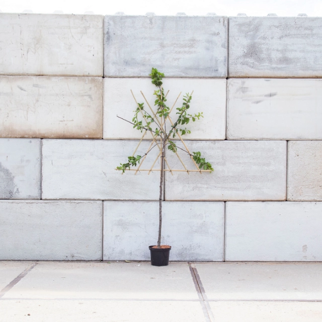 Süße Pflaume 'Victoria' als Spalier