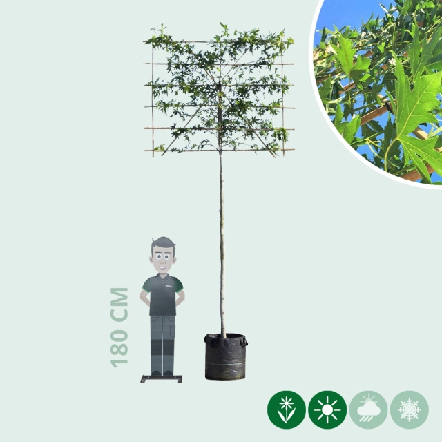 Amberbaum als Spalier