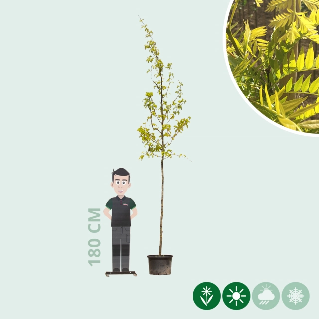 Gelber Dornenloser Lederhülsenbaum