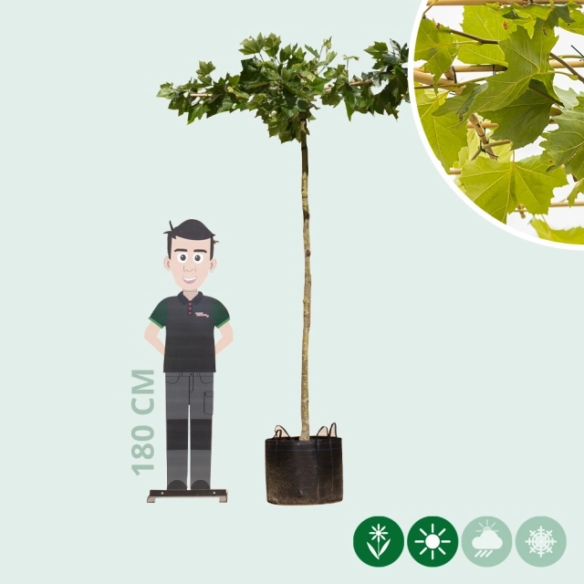 Platane quadratisches Dach