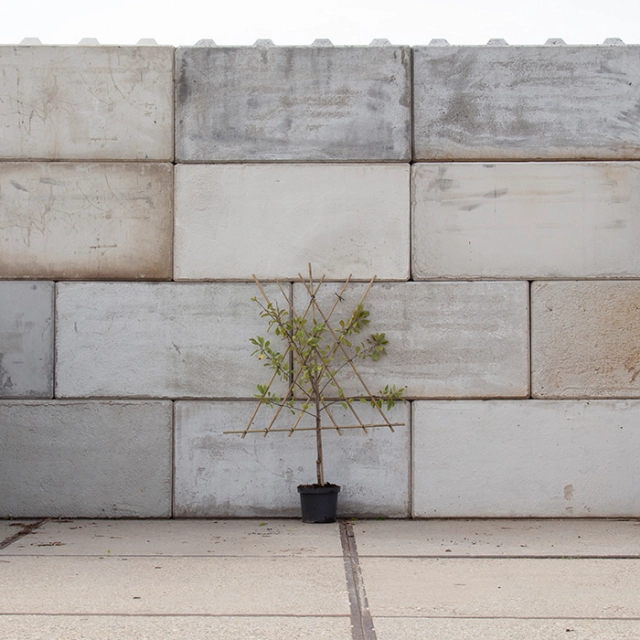 Süße Pflaume 'Victoria' als Spalier