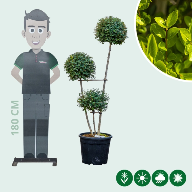 Kugel-Liguster Pompom