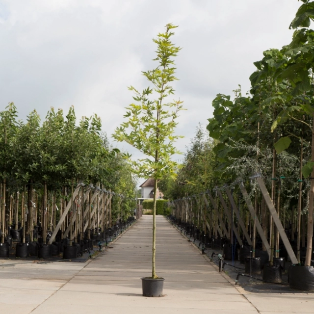 Orientalische Platane