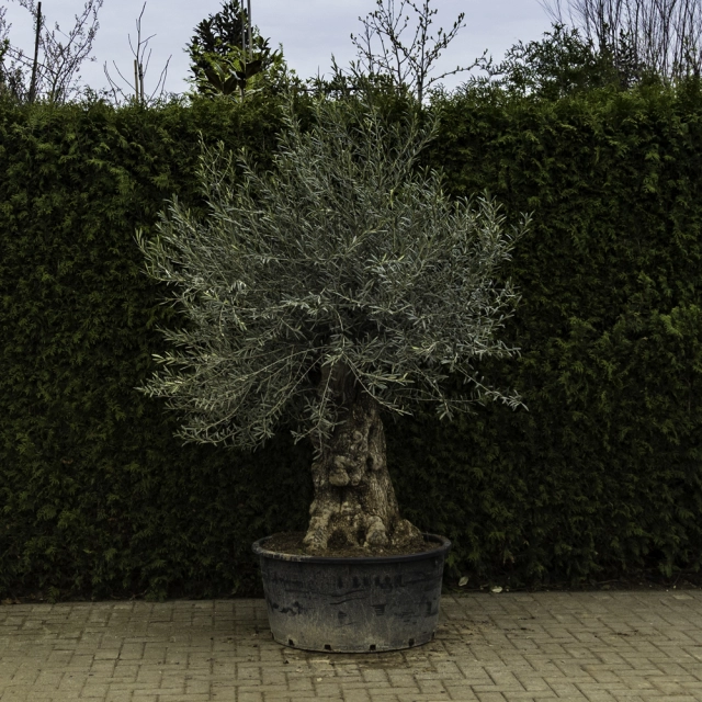 Olivenbaum 'Bonsai' #86