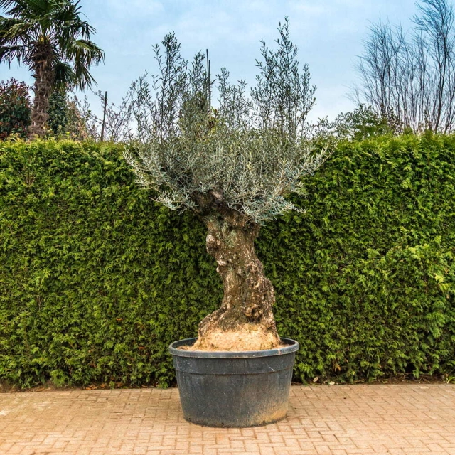 Olivenbaum 'Bonsai' #103