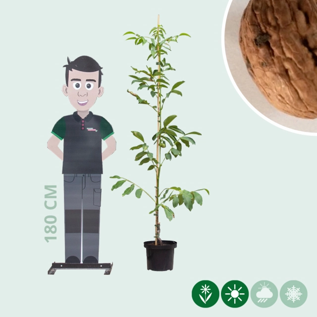 Walnussbaum mit rotem Fruchtfleisch