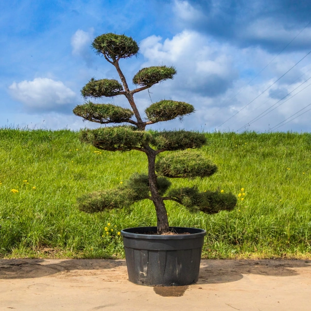 Waldkiefer Bonsai #178