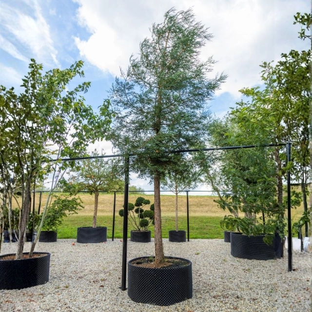 Küstenmammutbaum #108