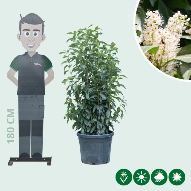 Kirschlorbeerhecke 'Genolia' 125 cm
