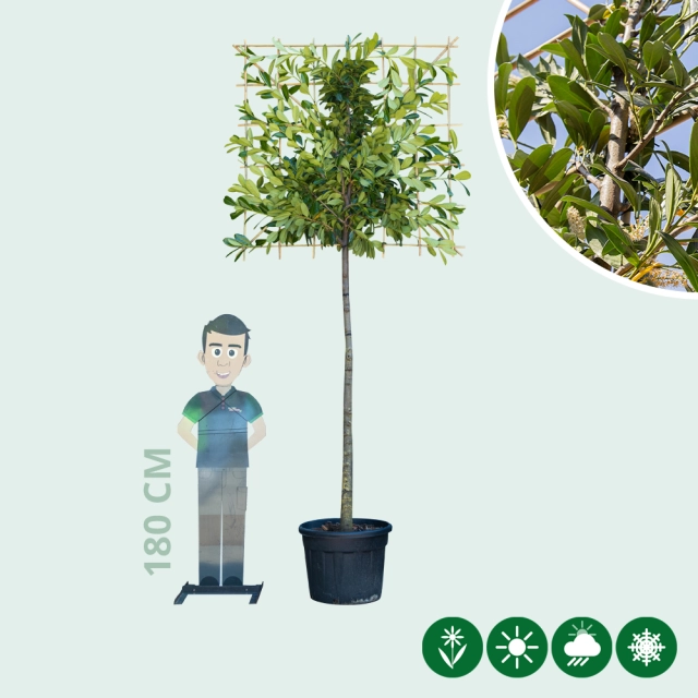 Kirschlorbeer als Spalier Ausgewaschen