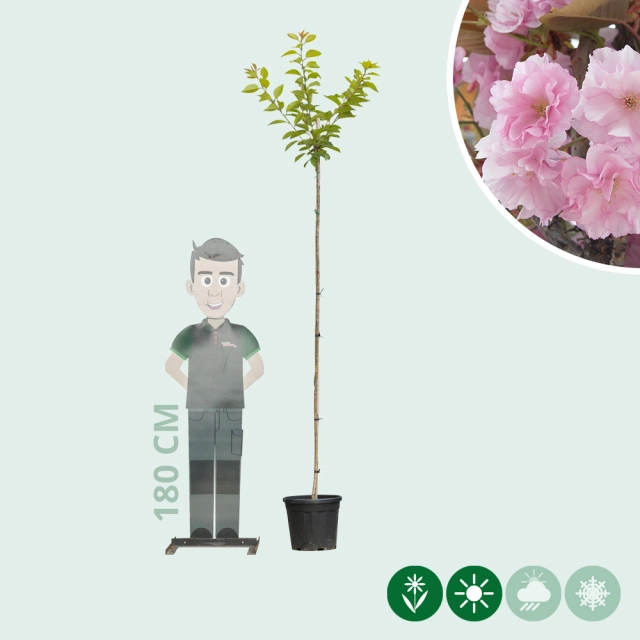 Japanische Blütenkirsche