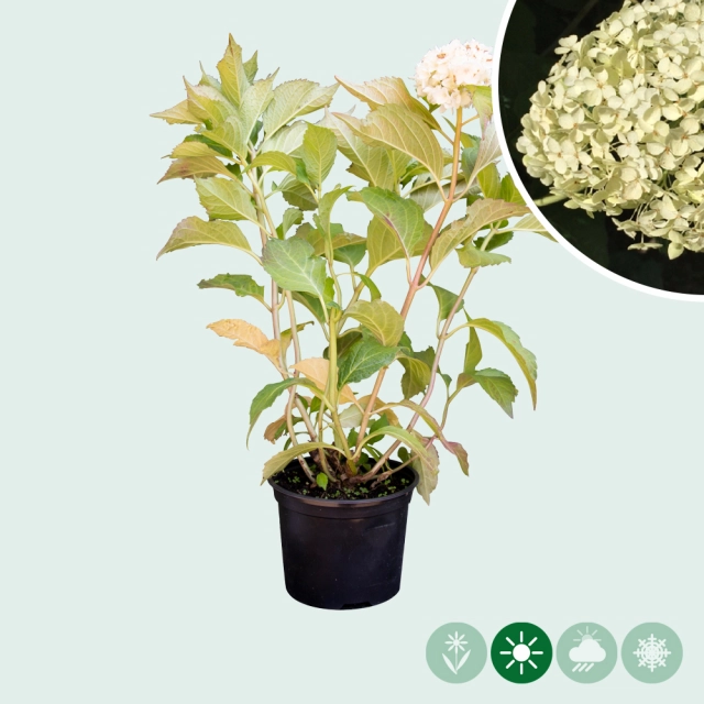 Hortensie Annabelle