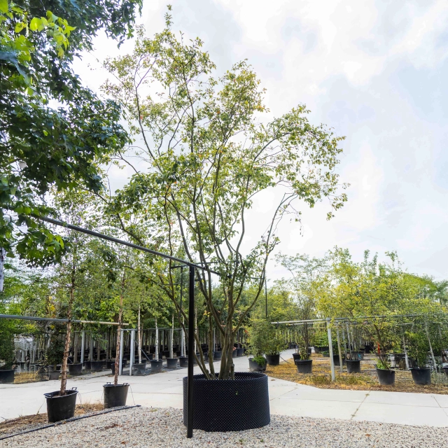 Mehrstämmige Felsenbirne #2