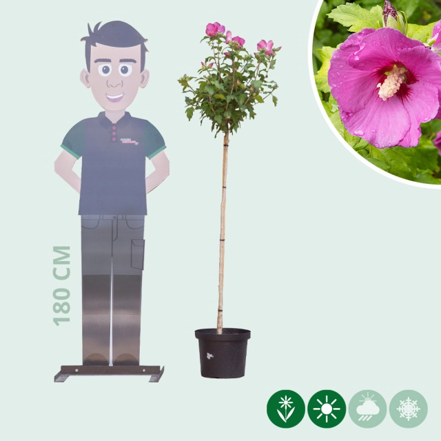 Hibiskus 'Woodbridge' Hochstamm