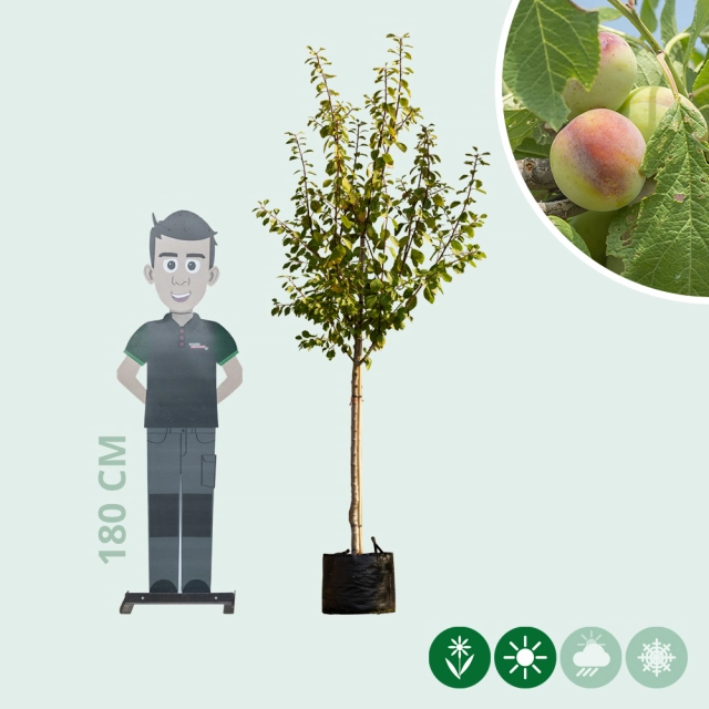 Süße Pflaume 'Opal'