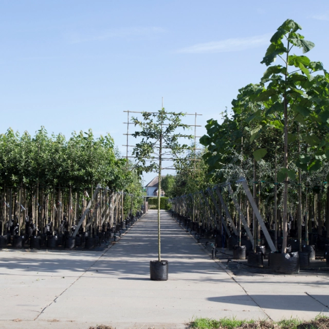Elstar als Spalierbaum groß