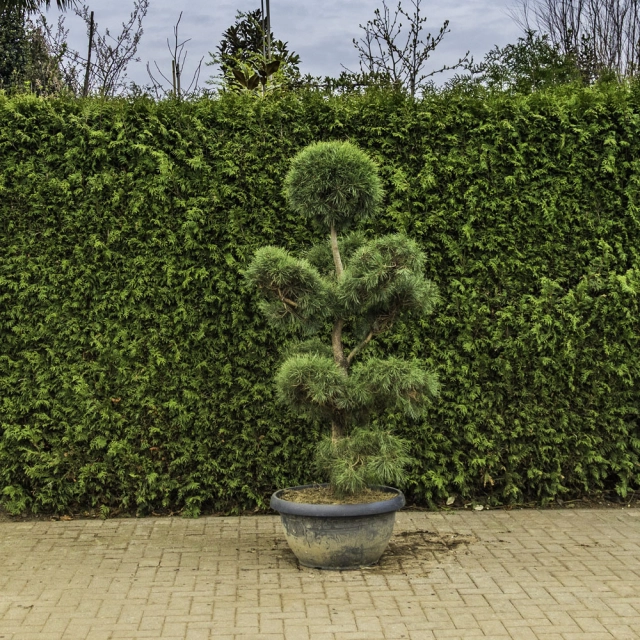Waldkiefer Bonsai Pompon #82