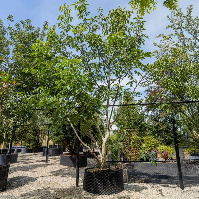 Echter Walnussbaum mehrstämmig #1