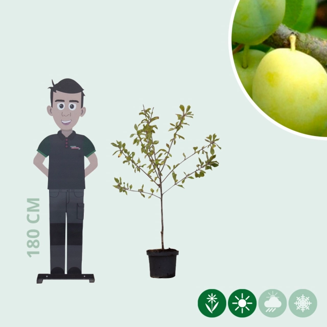 Süße Pflaume 'Reine Claude Verte'